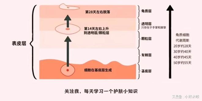 九游娱乐平台：给你的肌肤注入一剂加速代谢的魔法药水叮~鲜女护肤小知识来喽(图2)