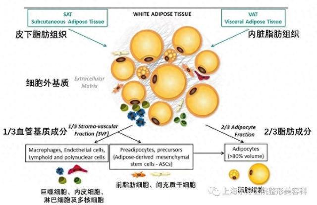 九游娱乐网站：科普｜如何退出黑眼“圈”？(图1)