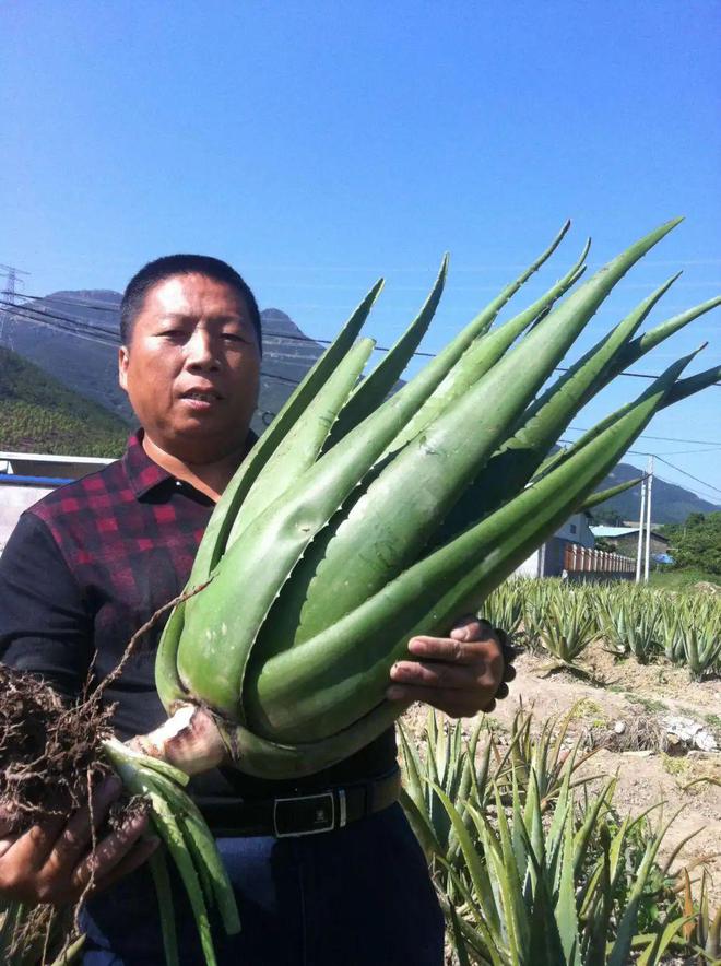 九游娱乐平台：不用昂贵护肤品！一瓶芦荟胶好用到爆！保湿、修护一手抓！全家都能用！(图5)