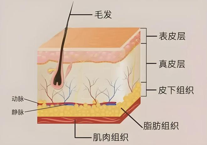 九游娱乐网站：了解皮肤的基础知识拥有好肌肤(图1)