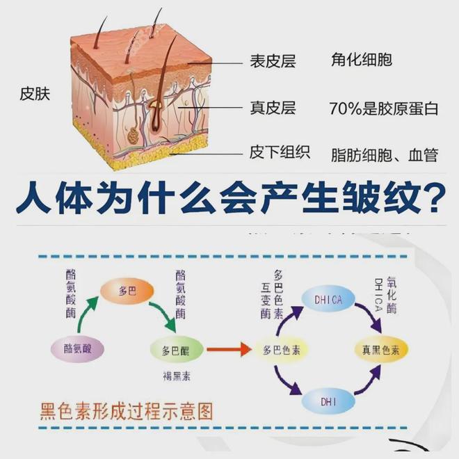 九游娱乐网站：了解皮肤的基础知识拥有好肌肤(图3)