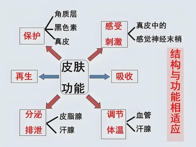 九游娱乐网站：了解皮肤的基础知识拥有好肌肤(图6)
