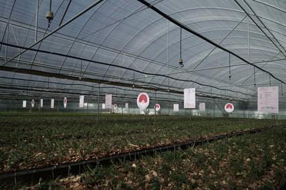 九游娱乐平台：精准破译石斛寡糖密码植物医生获云南省科学技术进步奖特等奖(图2)